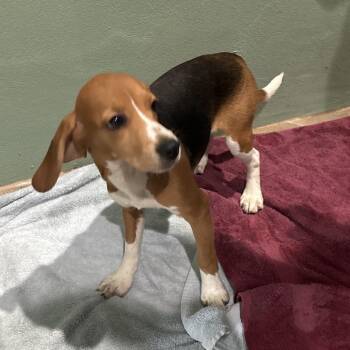 GSE6 4367 -  Beagle Dog for Adoption in Loxahatchee Groves, Florida - GSE6 4367 | PetCurious