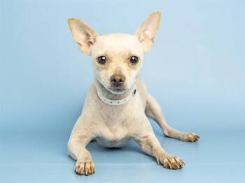SALT -  Chihuahua Dog for Adoption in Phoenix, Arizona - SALT | PetCurious