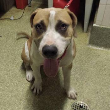 IVHS-Stray-142818 -  Pit Bull Terrier Dog for Adoption in San Gabriel, California - IVHS-Stray-142818 | PetCurious