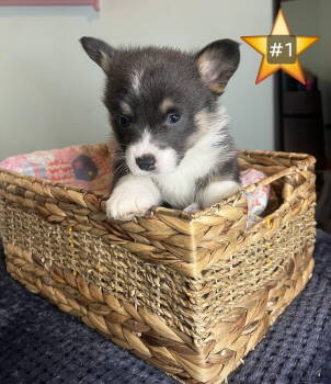 Captain Morgan -  Dog for Sale in Wagoner, Oklahoma - Captain Morgan | PetCurious