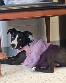 Dixie -  Siberian Husky and Black Labrador Retriever Dog for Adoption in Humble, Texas - Dixie | PetCurious