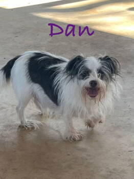 Rescue Chinese Crested Dog and Terrier Dogs for Adoption - Dan | PetCurious