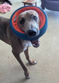 Mixed Breed Dogs Available for Adoption - Windago | PetCurious