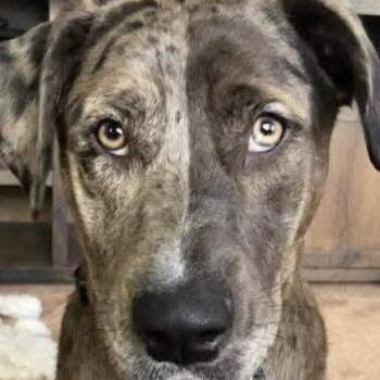 Catahoula Leopard Dog Dogs Available for Adoption in Brainerd, Minnesota - Kylo Ren | PetCurious