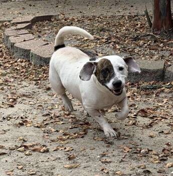Biff -  Basset Hound Dog for Adoption in Slidell, Louisiana - Biff | PetCurious