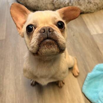 Babybel -  French Bulldog Dog for Adoption in Newark, New Jersey - Babybel | PetCurious
