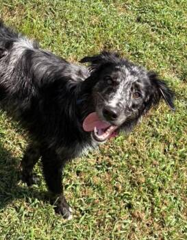 1183 Pearl -  Australian Shepherd and Border Collie Dog for Adoption in Ringwood, Illinois - 1183 Pearl | PetCurious
