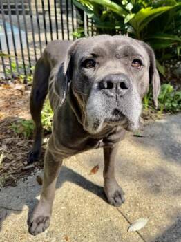 Emperor -  Cane Corso and Mixed Breed Dog for Adoption in New Orleans, Louisiana - Emperor | PetCurious
