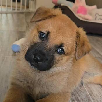 Yosemite -  Shepherd and Labrador Retriever Dog for Adoption in Normal, Illinois - Yosemite | PetCurious