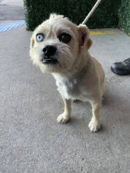 Rescue Fox Terrier and Mixed Breed Dogs for Adoption in El Paso, Texas - 59791241 | PetCurious