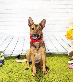 BRISS -  Labrador Retriever Dog for Adoption in Castro Valley, California - BRISS | PetCurious