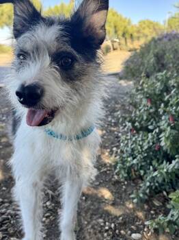 Oliver -  Terrier Dog for Adoption in Salinas, California - Oliver | PetCurious