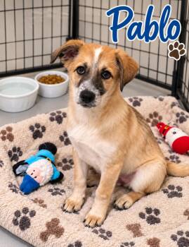 Pablo -  Shepherd Dog for Adoption in Momence, Illinois - Pablo | PetCurious