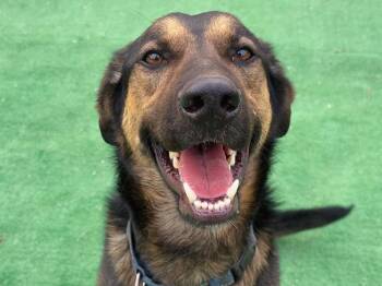 Rescue Shepherd Dogs for Adoption in Marble Falls, Texas - Delgato | PetCurious
