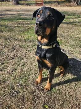 Rottweiler Dogs Available for Adoption - Gunney | PetCurious
