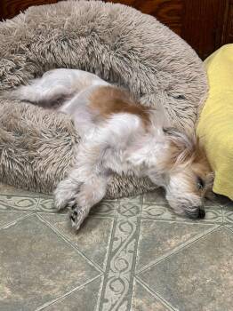 Rex -  Terrier Dog for Adoption in West Milford, New Jersey - Rex | PetCurious