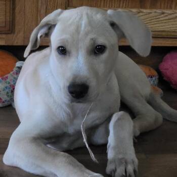 Liberty -  Hound and Mixed Breed Dog for Adoption in Grinnell, Iowa - Liberty | PetCurious