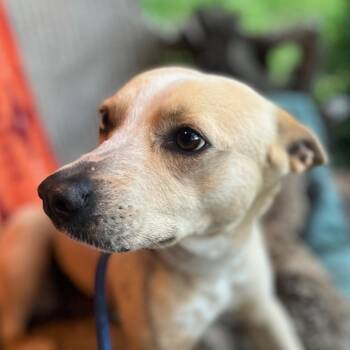 Cattle Dog Dogs Available for Adoption - Hannah | PetCurious