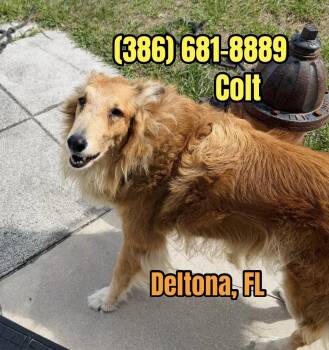 Colt (watch video) sweetest dog) -  Collie Dog for Adoption in Port Orange, Florida - Colt (watch Video) Sweetest Dog) | PetCurious