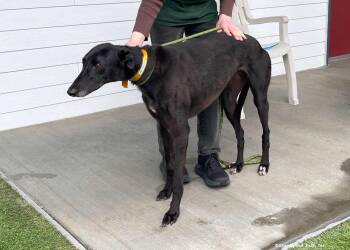 Meteor -  Greyhound Dog for Adoption in Woodinville, Washington - Meteor | PetCurious