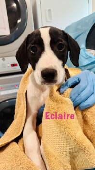 Mixed Breed Dogs Available for Adoption in Rock Hill, New York - Ecalir | PetCurious