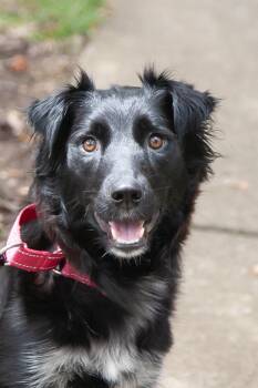 Bee -  Aussiedoodle Dog for Adoption in Franklin, Tennessee - Bee | PetCurious