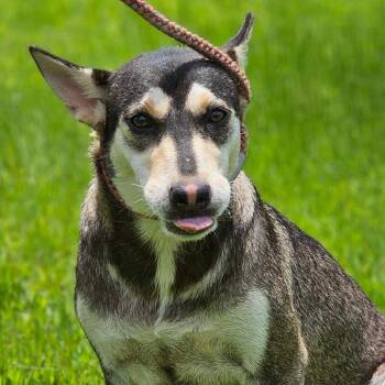 Winifred -  Siberian Husky Dog for Adoption in Sumter, South Carolina - Winifred | PetCurious