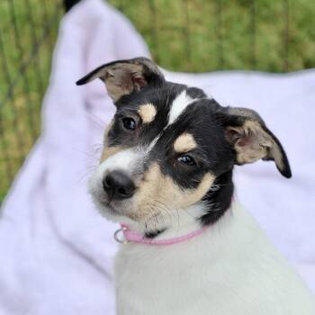 Jack Russell Terrier Dogs Available for Adoption in Briarcliff Manor, New York - Dolly | PetCurious