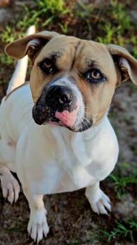 Missy -  Mixed Breed Dog for Adoption in Leesburg, Georgia - Missy | PetCurious