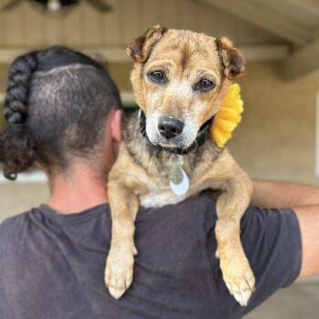 Rescue Chihuahua Dogs for Adoption in Ramona, California - Pear | PetCurious