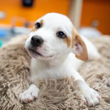 Labrador Retriever and Terrier Dogs Available for Adoption in Gainesville, Georgia - Patsy Cline | PetCurious