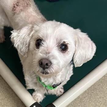 Missy -  Maltese and Shih Tzu Dog for Adoption in Naperville, Illinois - Missy | PetCurious