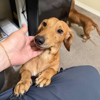Stetson -  Dachshund Dog for Adoption in Pflugerville, Texas - Stetson | PetCurious