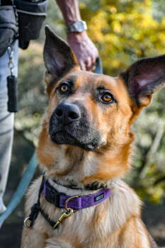 Rescue German Shepherd Dog and Husky Dogs for Adoption in Shingle Springs, California - Flynn | PetCurious