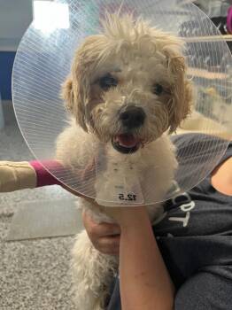 Shih Tzu and Yorkshire Terrier Dogs Available for Adoption in Emmett, Idaho - Puppy - Kira | PetCurious