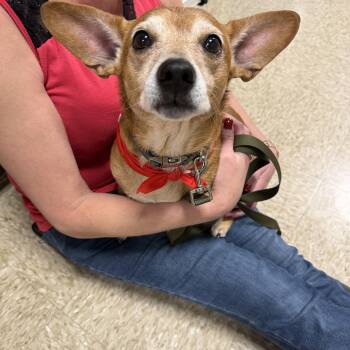 Jake -  Chiweenie Dog for Adoption in Atlanta, Georgia - Jake | PetCurious