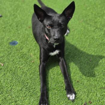 German Shepherd Dog and Mixed Breed Dogs Available for Adoption in Blairstown, New Jersey - Millie | PetCurious
