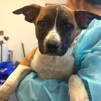 Belgian Shepherd Malinois and Pit Bull Terrier Dogs Available for Adoption in Nashville, Tennessee - Molson | PetCurious