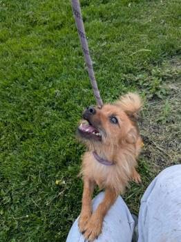 Gravy -  Mixed Breed Dog Available for Adoption in Vaudreuil-dorion, Quebec - Gravy | PetCurious