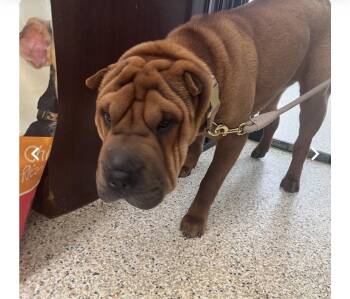 Shar Pei Dogs Available for Adoption in Lake Forest, California - Dixie | PetCurious