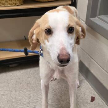 Hound Dogs Available for Adoption in Chatham, Virginia - Mancha | PetCurious