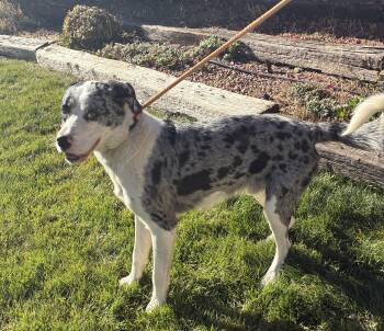 Rescue Catahoula Leopard Dog and Bluetick Coonhound Dogs for Adoption in Montrose, Colorado - Bodie | PetCurious