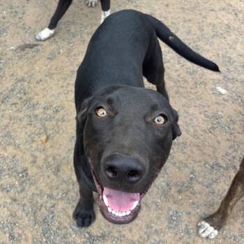 Runster -  Labrador Retriever Dog for Adoption in Santa Monica, California - Runster | PetCurious