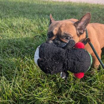Espresso Martini (hold the beans) -  French Bulldog Dog for Adoption in York, Pennsylvania - Espresso Martini (hold The Beans) | PetCurious