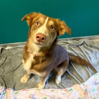 Prince Harry -  Husky and Mixed Breed Dog for Adoption in Wilmington, Delaware - Prince Harry | PetCurious