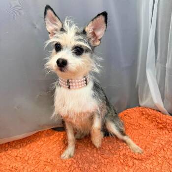 Yorkshire Terrier and Chihuahua Dogs Available for Adoption in Foley, Alabama - Mia | PetCurious