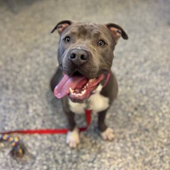 Mixed Breed Dogs Available for Adoption in Fairport, New York - Rain Water | PetCurious