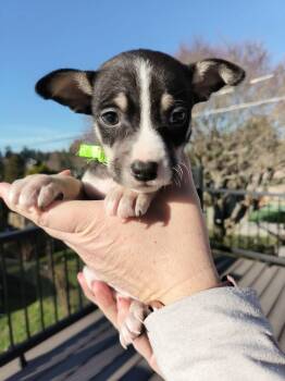 Mixed Breed Dogs Available for Adoption - Trowel | PetCurious