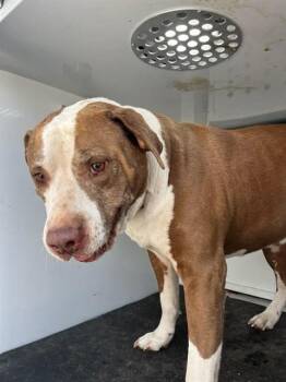 Pit Bull Terrier and Mixed Breed Dogs Available for Adoption in Albuquerque, New Mexico - GARY | PetCurious