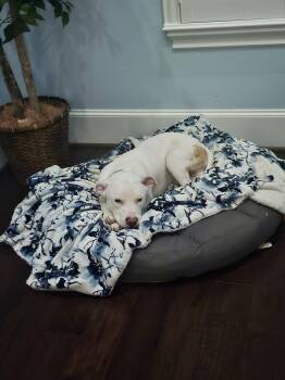 Pit Bull Terrier Dogs Available for Adoption - Tobey (obedience Trained, House Trained, Playful, Smart) | PetCurious